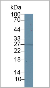 product-image-AAA20958_WB5.png