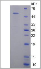 product-image-AAA20970_SDS_PAGE2.jpg