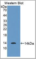 product-image-AAA21004_WB.jpg