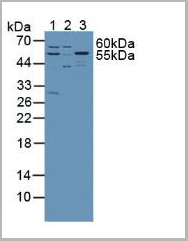 product-image-AAA21006_WB.jpg