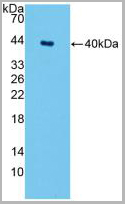 product-image-AAA21006_WB2.jpg