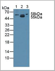 product-image-AAA21007_WB.jpg