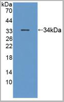 product-image-AAA21007_WB2.jpg
