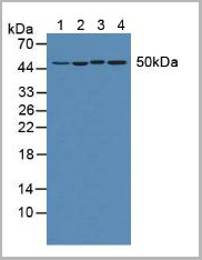 product-image-AAA21009_WB.jpg