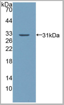 product-image-AAA21010_WB2.jpg