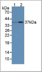 product-image-AAA21011_WB.jpg