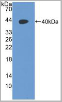 product-image-AAA21011_WB2.jpg