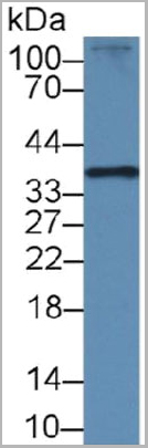 product-image-AAA21011_WB5.jpg