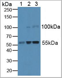 product-image-AAA21012_WB.jpg