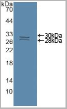 product-image-AAA21012_WB2.jpg