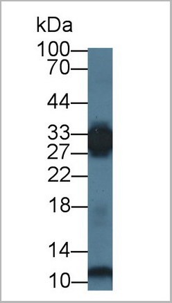 product-image-AAA21013_WB.jpg