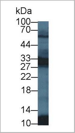 product-image-AAA21013_WB2.jpg