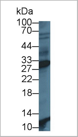 product-image-AAA21013_WB3.jpg