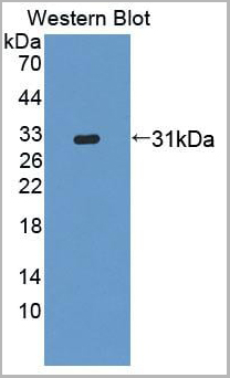 product-image-AAA21013_WB4.jpg