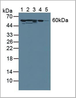 product-image-AAA21014_WB.jpg