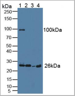 product-image-AAA21015_WB.jpg