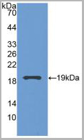 product-image-AAA21015_WB2.jpg