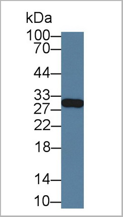 product-image-AAA21016_WB.jpg