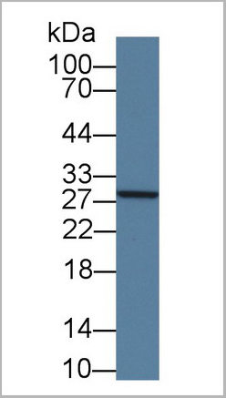 product-image-AAA21016_WB2.jpg