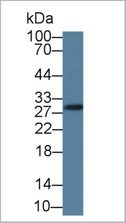 product-image-AAA21016_WB3.jpg