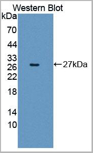 product-image-AAA21016_WB5.jpg
