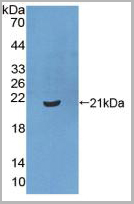 product-image-AAA21017_WB2.jpg