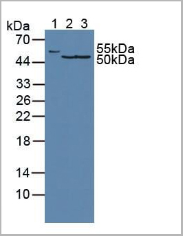 product-image-AAA21019_WB.jpg