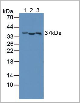 product-image-AAA21021_WB.jpg