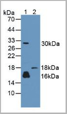 product-image-AAA21024_WB.jpg