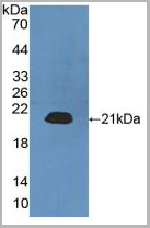 product-image-AAA21024_WB2.jpg