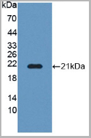 product-image-AAA21025_WB2.jpg