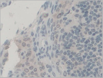 product-image-AAA21027_IHC2.jpg