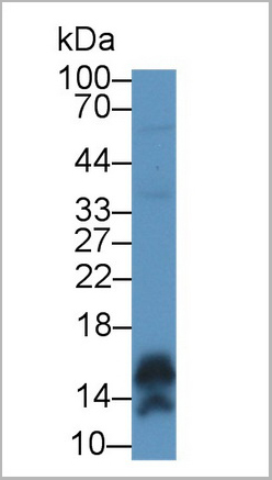 product-image-AAA21028_WB.jpg
