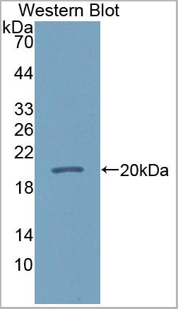 product-image-AAA21028_WB2.jpg
