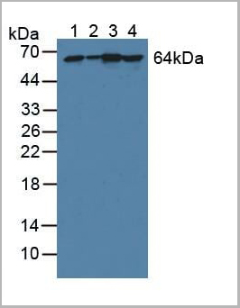product-image-AAA21030_WB.jpg