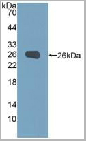 product-image-AAA21030_WB2.jpg