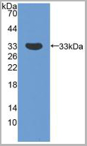 product-image-AAA21031_WB2.jpg