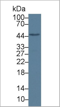 product-image-AAA21042_WB.jpg