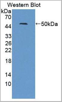product-image-AAA21042_WB2.jpg
