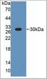 product-image-AAA21043_WB.jpg