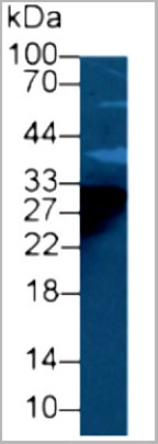 product-image-AAA21043_WB2.jpg