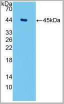 product-image-AAA21051_WB.jpg