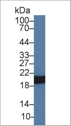 product-image-AAA21053_WB2.jpg