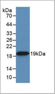 product-image-AAA21053_WB3.jpg