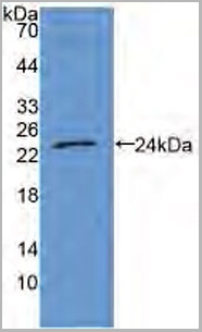 product-image-AAA21055_WB6.jpg