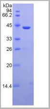 product-image-AAA21059_SDS_PAGE4.jpg