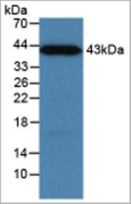 product-image-AAA21059_WB5.jpg