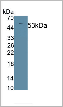 product-image-AAA21097_WB.jpg