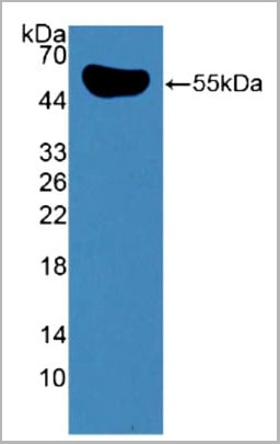 product-image-AAA21102_WB6.jpg