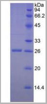 product-image-AAA21105_SDS_PAGE4.jpg